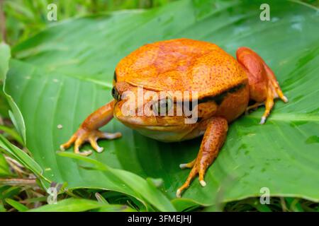 One large orange frog is sitting on a green leaf Stock Photo