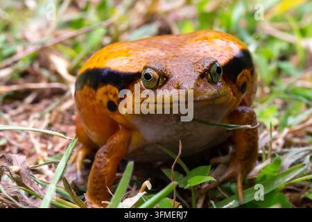 One large orange frog is sitting in the grass Stock Photo