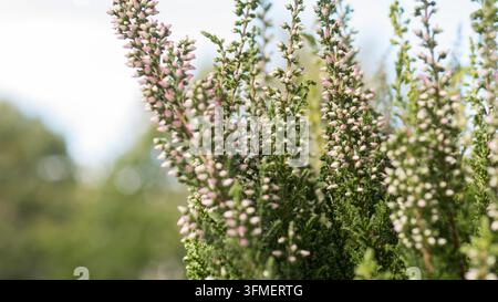 Pink and white bell shaped flowers blooming on dense green upright shrubs in soft daylight, creating a textured natural garden scene with flowering he Stock Photo