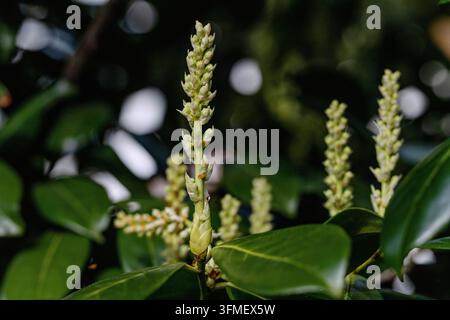 Laurel cherry, Prunus laurocerasus, flowers Stock Photo