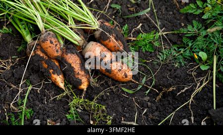 A bunch of freshly harvested organic carrots lying on dark, fertile garden soil with green tops. Stock Photo