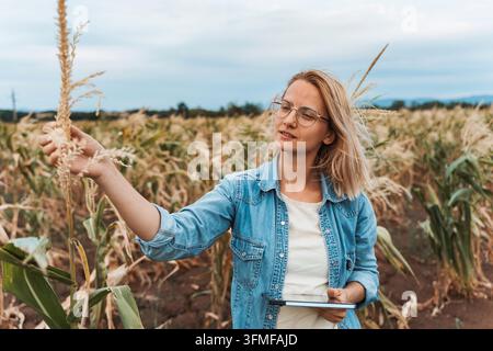 Agronomist using tablet and inspecting corn crop in field Stock Photo