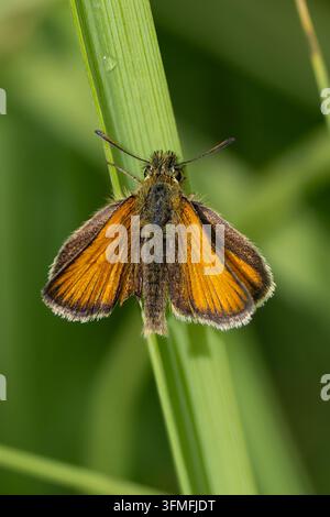 Dorsal macro view of an orange and brown skipper butterfly perched vertically on a single green grass blade. Stock Photo
