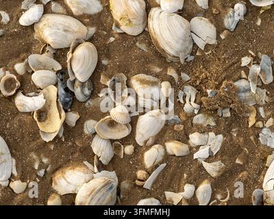 Close-up view of scattered seashells and broken shell fragments on wet sand, highlighting coastal textures, neutral tones and natural patterns ideal f Stock Photo