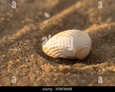 A single sunlit seashell resting on warm beach sand, captured in a close-up macro view that highlights delicate ridges, grainy texture and golden ligh Stock Photo