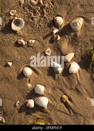 Scattered seashells and shell fragments rest on wet sandy beach under warm golden light, highlighting ripples, textures, and natural coastal patterns Stock Photo