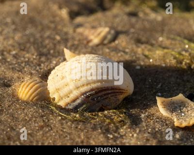 A sunlit seashell rests on wet sand amid tiny shell fragments and green seaweed, emphasizing coastal textures, natural patterns and warm golden light Stock Photo