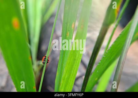 Macro photography of a tiny red and black spotted ladybug (Coccinellidae) walking on the edge of a slender green blade of grass Stock Photo
