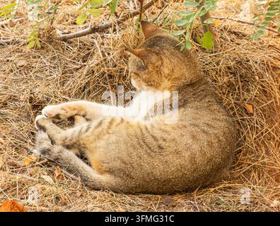 Relaxed cat lying on its back on a bed of dry straw and scattered leaves, centered in the frame, naturalistic and serene composition, soft lighting en Stock Photo