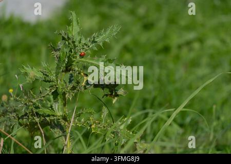A macro close-up of a tiny, bright red ladybird sitting on the spiky leaves of a wild thistle plant in a green grassy field Stock Photo