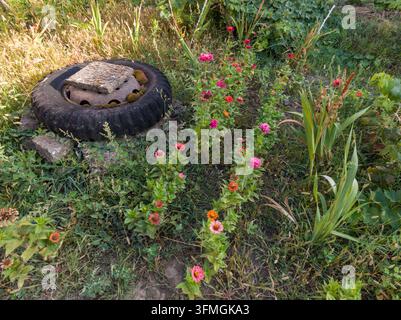 High angle view of a rustic garden bed with two parallel rows of colorful Zinnia flowers blooming next to an old tire. Stock Photo
