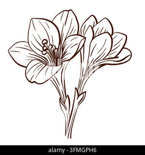 Freesia flowers with three open blossoms and curved petals, botanical stem composition with fine inner details, hand drawn vector illustration. Stock Vector