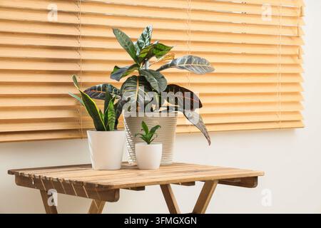 Biophilic design and home wellness, potted houseplants on a wooden table with natural sunlight filtering through window blinds in a modern interior Stock Photo