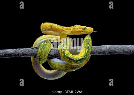Juvenile Green Tree Python (Morelia viridis) Coiled on Wooden Branch Close Up Stock Photo