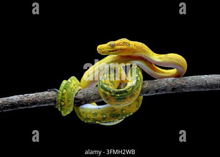 Juvenile Green Tree Python (Morelia viridis) Coiled on Wooden Branch Close Up Stock Photo