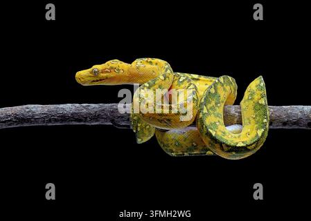 Juvenile Green Tree Python (Morelia viridis) Coiled on Wooden Branch Close Up Stock Photo
