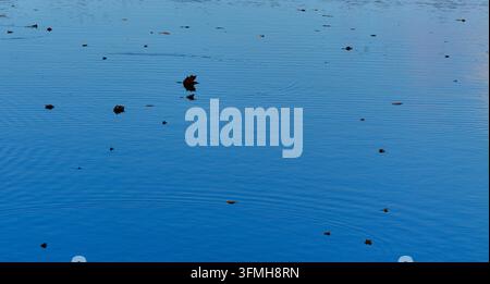 Blue water fills the frame with subtle horizontal ripples, small dark floating fragments, and a sparse natural pattern seen from above Stock Photo