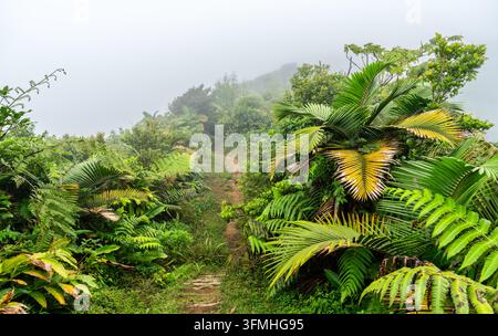 A narrow dirt hiking path winds through a dense tropical rainforest surrounded by ferns and palm trees on a misty day in Dominica. Stock Photo