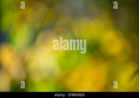 Abstract green and yellow colors blurring together creating soft bokeh light effects, representing natural organic textures and a vibrant spring or su Stock Photo