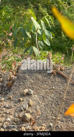 Small brown lizard resting on a gray rock outdoors in nature. Small brown lizard perched on a textured gray stone amidst green foliage and ground soil Stock Photo