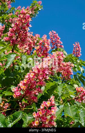 France, Territoire de Belfort, Belfort, lane, Red-flowered Horse Chestnut (Aesculus ×carnea), flowering Stock Photo
