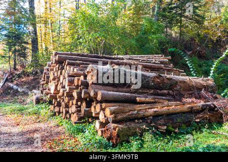 Stacked tree trunks felled by the logging timber industry in the autumn forest Stock Photo