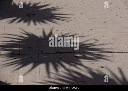 Abstract pattern of palm leaf shadows cast across a stone paved surface in bright sunlight. The minimalist scene combines natural forms, geometric lin Stock Photo