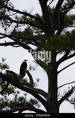 Adult Bald Eagle Perched on a Pine Tree Branch Against an Overcast Sky Stock Photo