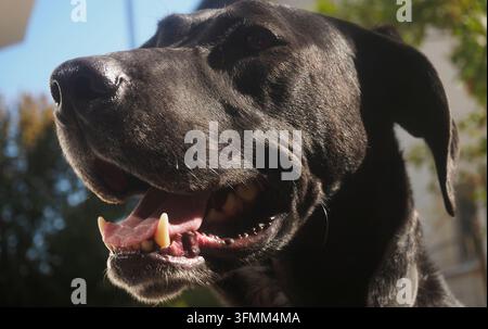 Happy Black Mixed Breed Dog Profile Stock Photo