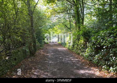 Shaded country path winding through dense green woodland and ivy-covered stone walls. Stock Photo