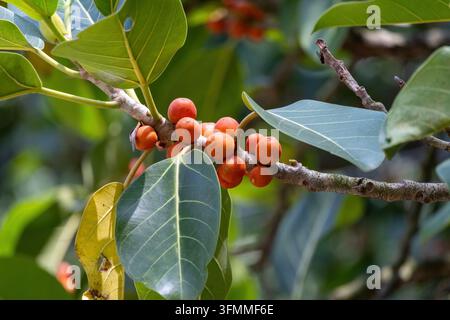 Close-up view of ripe orange banyan fig fruits growing on tree branch with large green leaves. Stock Photo