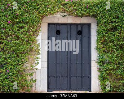 Ancient black wooden door framed by lush green climbing vines and pink bougainvillea on a stone wall facade. Stock Photo