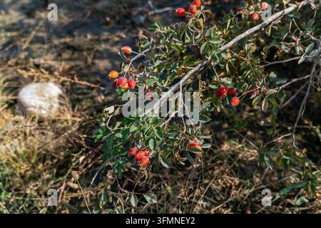 A lush green dog-rose bush covered with numerous ripe red rosehip berries growing outdoors on a sunny autumn day. Stock Photo