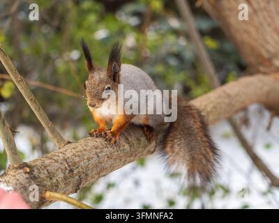 Portrait of a squirrel on a tree trunk. A curious red squirrel peeks out from behind a tree trunk Stock Photo