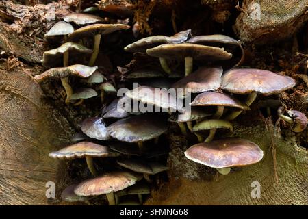 Multiple clusters of wild mushrooms growing from a decaying tree in West Woods, Wiltshire, England. Stock Photo