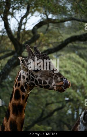 Close-up portrait of a giraffe licking its nose with its long tongue in Nairobi, Kenya, East Africa. Stock Photo