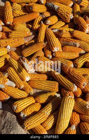 A large pile of freshly harvested corn cobs lies drying in the sun, Vakinankaratra, Antsirabe, Madagascar Stock Photo