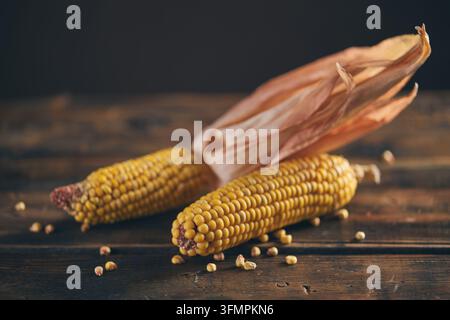 Close-up of ripe yellow corn cobs with partially peeled husks and scattered kernels arranged on a dark rustic wooden table in warm natural light. Stock Photo