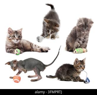 Cute cats playing with pet toys on white background, set Stock Photo