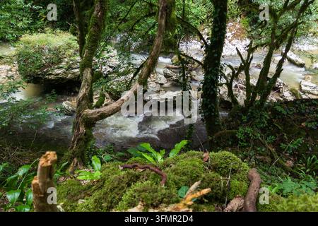 A natural landscape featuring a fast-flowing stream winding through a dense, lush forest. The water rushes over light-colored rocks, creating small wh Stock Photo
