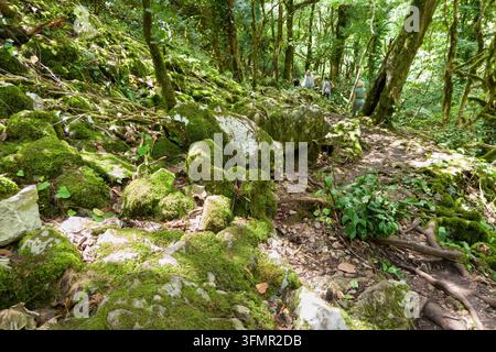 A dirt hiking trail winds through a dense, green forest. The foreground features large rocks and tree roots heavily covered in vibrant green moss. Dap Stock Photo