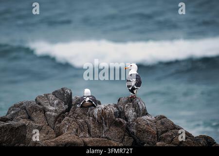 Seagull perched on a coastal rock with blurred ocean waves in the background Stock Photo