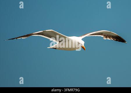 White gull gliding across a bright blue sky, wings extended in flight Stock Photo