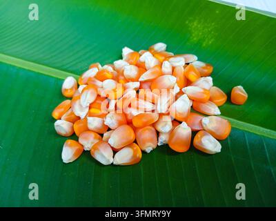 Dried pile of mature orange field corn kernels scattered on fresh green banana leaf, hard dent field corn for animal feed, not sweet corn not waxy corn Stock Photo