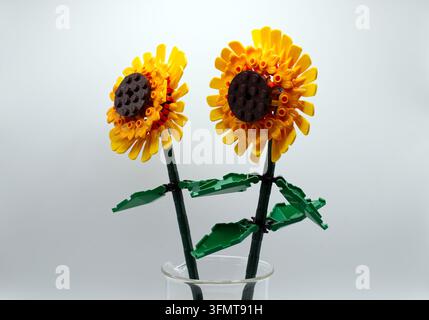 Lego sunflowers built from plastic construction bricks isolated on white background. Stock Photo