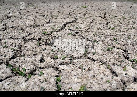 Small green plant shoots emerging from heavily cracked, parched mud cracks on a dry lake bed Stock Photo