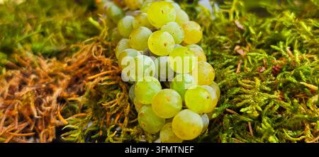A bunch of fresh white grapes resting on natural green moss in warm sunlight. Stock Photo