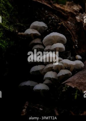 Cluster of small wild mushrooms growing on decaying wood in a dark, damp forest environment. Stock Photo
