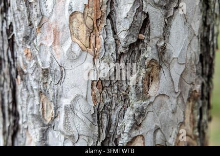 A close-up view of weathered pine tree bark, Jatape station, Šargan Eight narrow-gauge heritage railway, Mokra Gora to Šargan Vitasi, Serbia Stock Photo