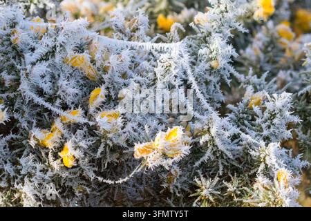 Bright yellow common gorse blossoms densely blanketed under a thick layer of sharp rime frost crystals on a cold winter morning. Stock Photo